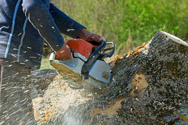 How Our Tree Care Process Works  in  Cape May, NJ